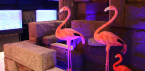 13871842231372406398flamingo